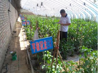 内蒙古包头市九原区青尖椒品种对比试验顺利进行