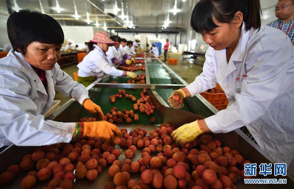 海南无核荔枝丰收