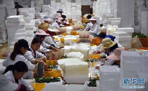 6月23日,工人在澄迈陆桥无核荔枝产业园为荔枝装箱。