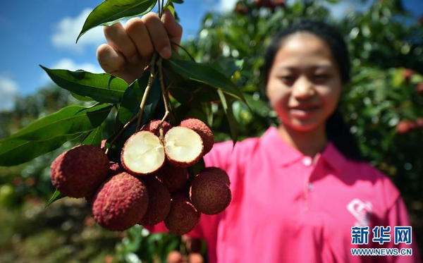 6月23日,澄迈陆桥无核荔枝产业园的工作人员展示无核荔枝。
