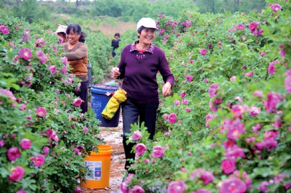 山西晋城:玫瑰飘香致富路