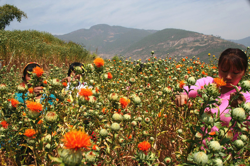 Ϸ»ץʵ컨ҵٵƶ˫ƽ