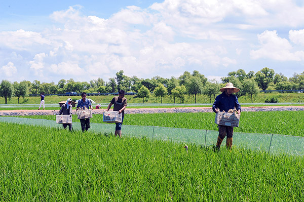 627գ̫ƽׯ˴ũ׼Ѽӷŵũҵ߱׼ʾصˮС