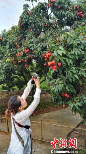 广东惠州荔枝今年减产7成