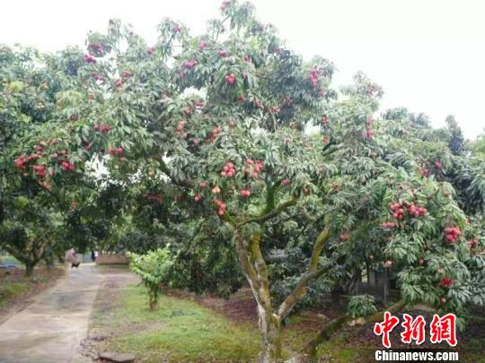 图为今年荔枝挂果很少