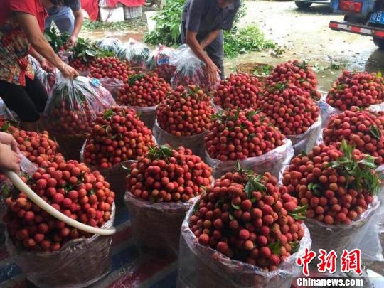 图为收成的荔枝