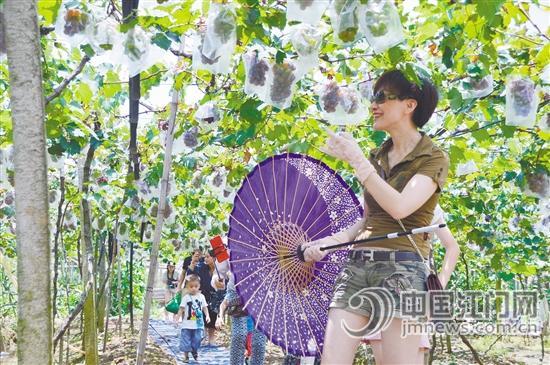 广东江门市“钱景”好礼乐葡萄更“甜”了 游客顶着烈日摘葡萄