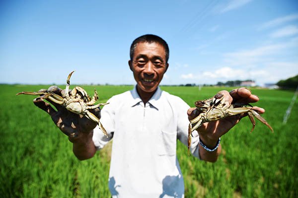 黑龙江五常:“生态耕作”养地富农