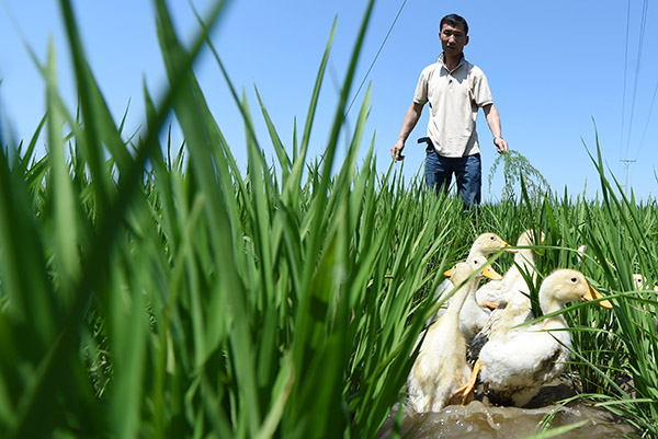 7月5日,田稻翁有机水稻生产基地种植户在赶雏鸭。