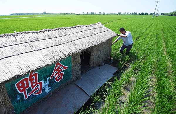 7月5日,田稻翁有机水稻生产基地种植户在修整鸭舍。