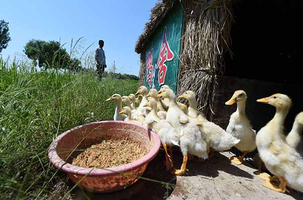 7月5日,在田稻翁有机水稻生产基地,一群雏鸭准备下田。