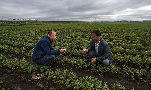 7月5日,吉林省敦化市联益农副产品合作社理事长赵显清(右)在轮作地里观察大豆长势。