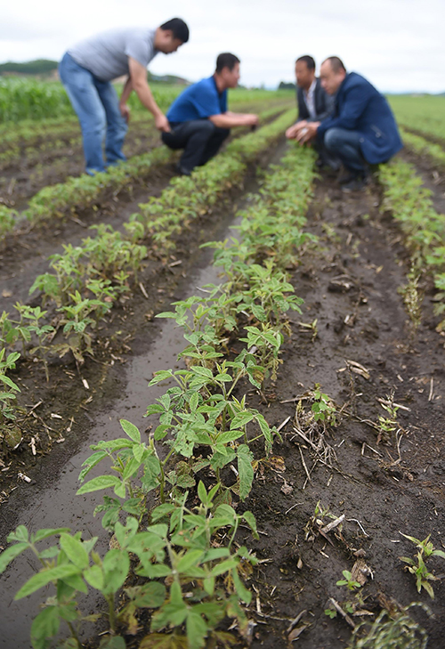 7月5日,吉林省敦化市大石头镇农民在轮作地里观察大豆长势。