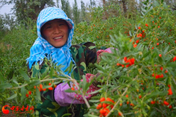 甘肃瓜州县布隆吉乡18972亩枸杞采摘正忙