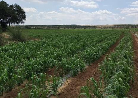 ɹųУԪɽĤµιƹЧ