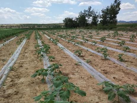 ɹųУԪɽĤµιƹЧ