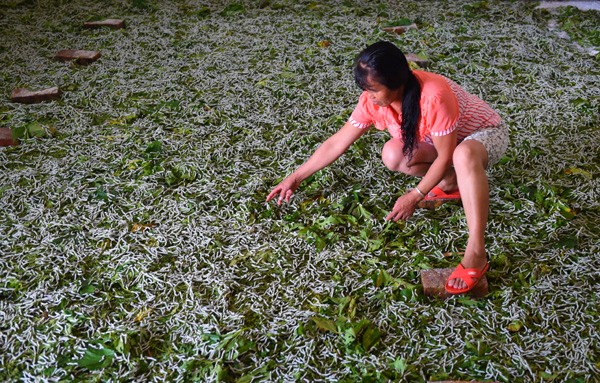 广西环江:农家七月忙桑蚕