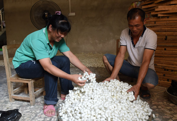 7月8日,广西环江毛南族自治县长美乡长美社区两名村民在分拣蚕茧。