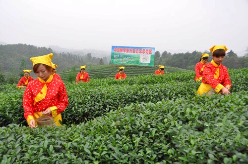 让四川泸州青山更绿 一片茶叶带富纳溪一方百姓