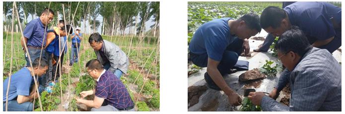 宁夏平罗县对蔬菜制种田病虫害 “把脉问诊”