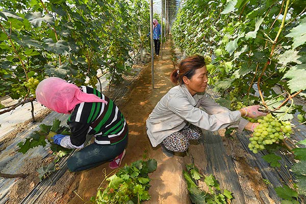 宁夏贺兰山东麓:小葡萄涌现大收益