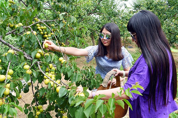 甘肃临夏:“请进来 寄出去”——小镇大杏“翻身”记