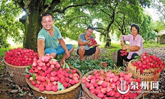 福建永春县岵山荔枝熟了