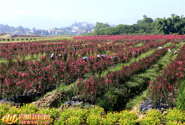 716գĴʡ»С¿ɽĴڴͷ̬ũҵ۹԰ʢޱݡ