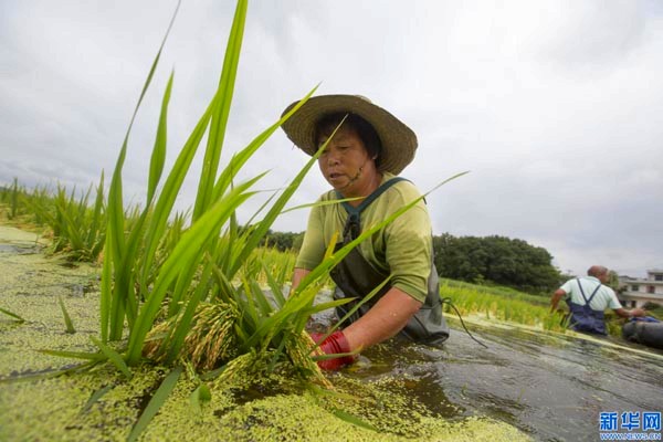 7��18�գ�����ʡ�������������Ŵ������ˮ�������絾��