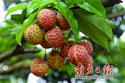 广东东莞樟木头樟木头“观音绿”上市半月售罄