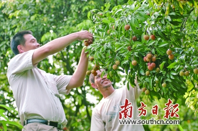 广东东莞樟木头樟木头“观音绿”上市半月售罄