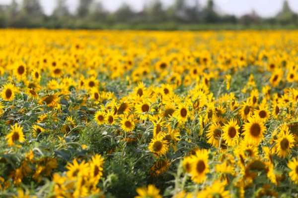 2016716գ⳵ľɿ700ĶƬֵͿӭŽ̲γ׳۵Ľɫ羰ߣ