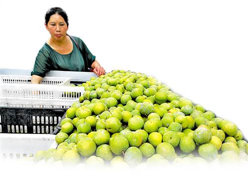 对脆李精挑细选