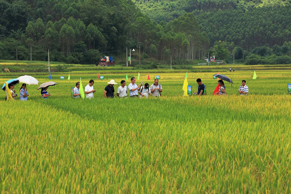 广西柳江县:优新品种层出不穷 水稻高产有了保障