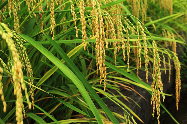 广西柳江县:优新品种层出不穷 水稻高产有了保障