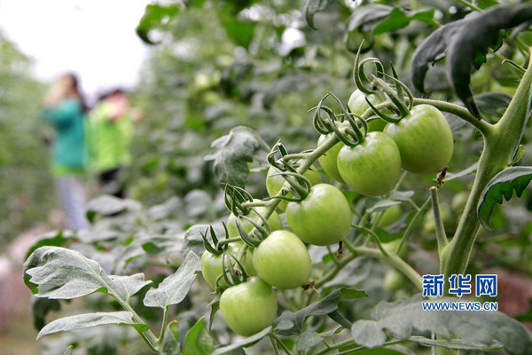 河南内黄:科技农业助脱贫