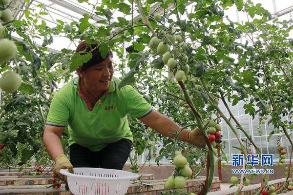 河南内黄:科技农业助脱贫