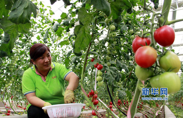 河南内黄:科技农业助脱贫