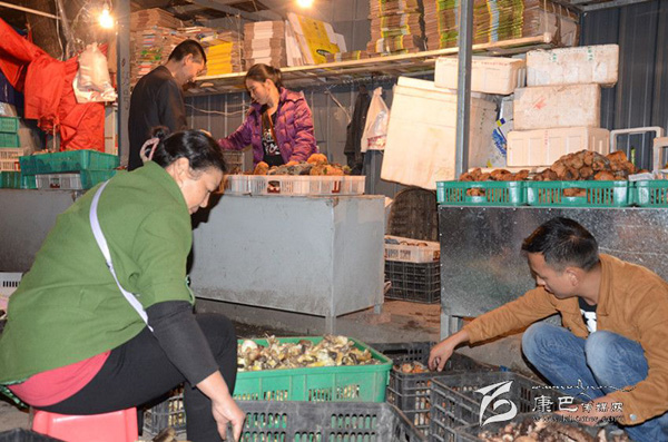 四川甘孜州野生食用菌“远走高飞”