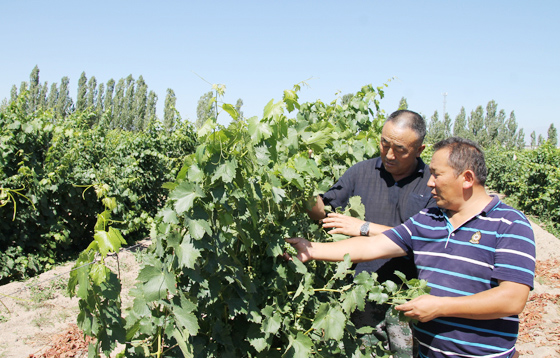 新疆和硕近十万亩酿酒葡萄长势良好