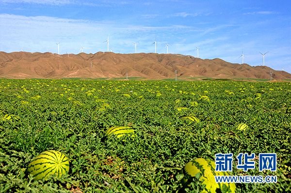 宁夏中卫:绿色“瓜海”环香山