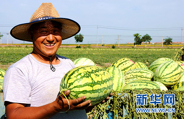 宁夏中卫:绿色“瓜海”环香山