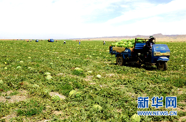 宁夏中卫:绿色“瓜海”环香山