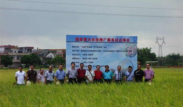 广东江门市水稻示范基地测产验收亩增产达38%