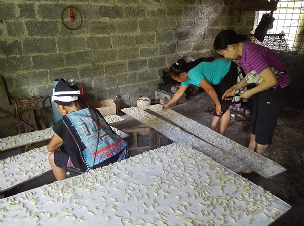 广西南丹:桑蚕改吐平板丝