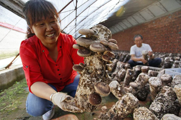 内蒙古呼和浩特市武川县蘑菇丰收了 全县食用菌大棚3348座