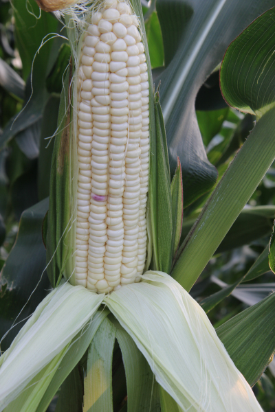 麣ѡƷֳΪ㶫ʡ׸ͨƷ