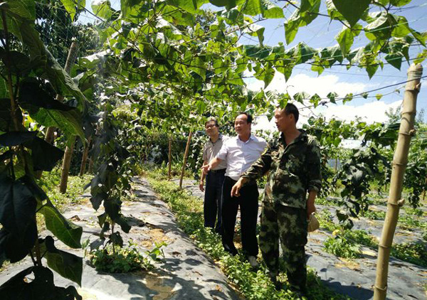 广西天峨县农业局送物化补贴助贫困户发展中药材种植