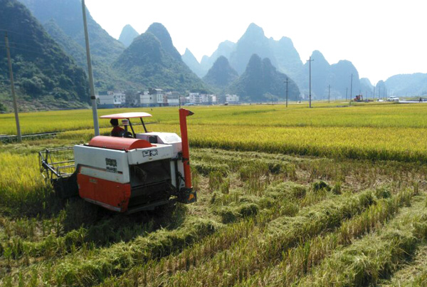 广西巴马早稻开镰收割