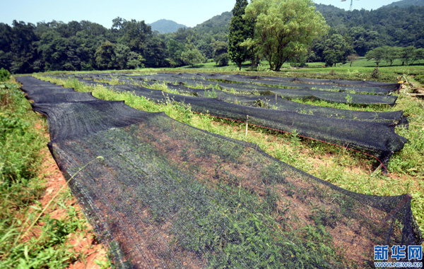 ŴĲϣһЩƷֵ˺ɫֹɹˣ725㣩